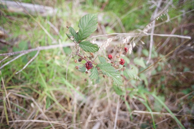 Woodhill Forest - wild berries