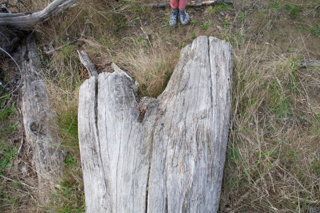 Woodhill Forest - look a heart shape