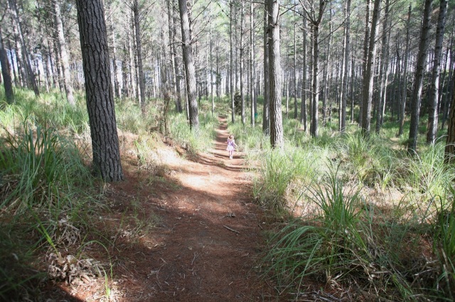 Into the Woodhill Forest 