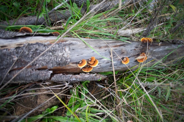 Woodhill Forest - funghi